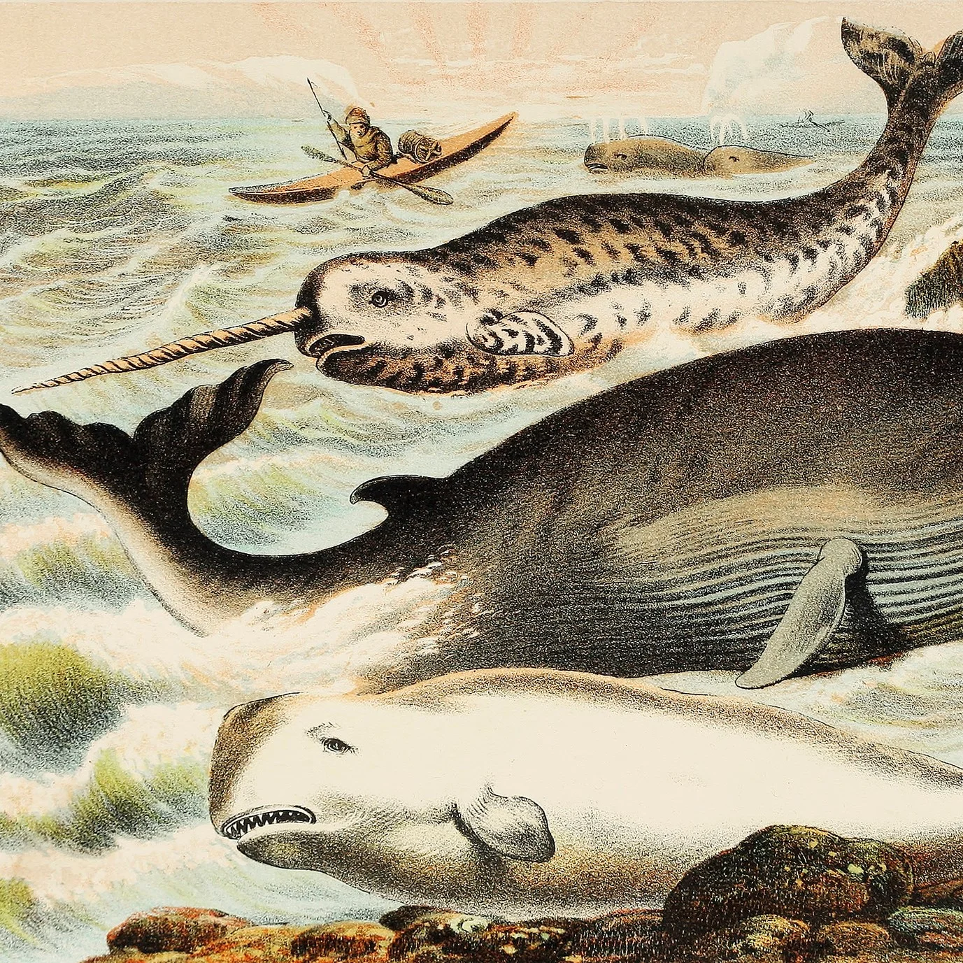 narwhal.jpg