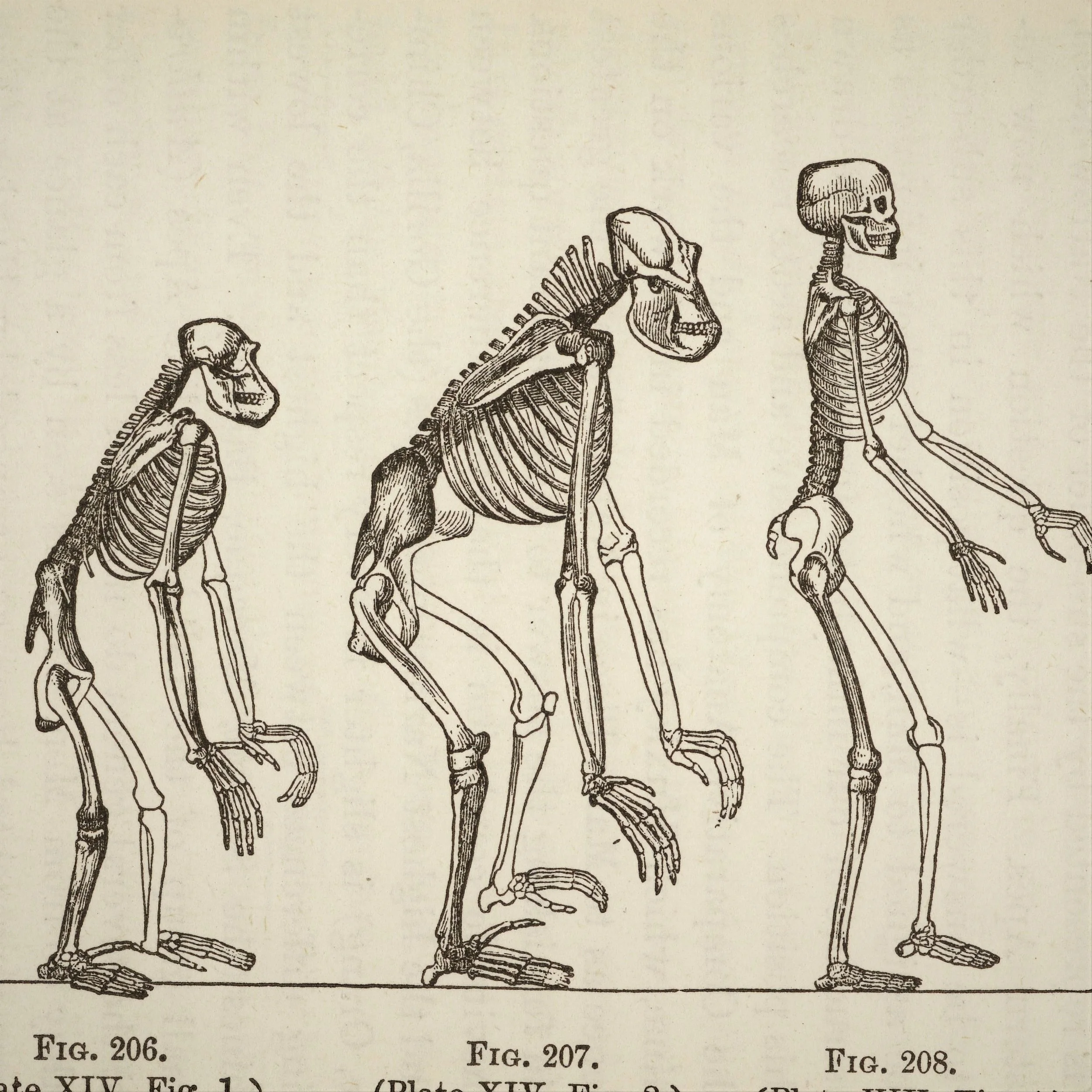 evolution.jpg
