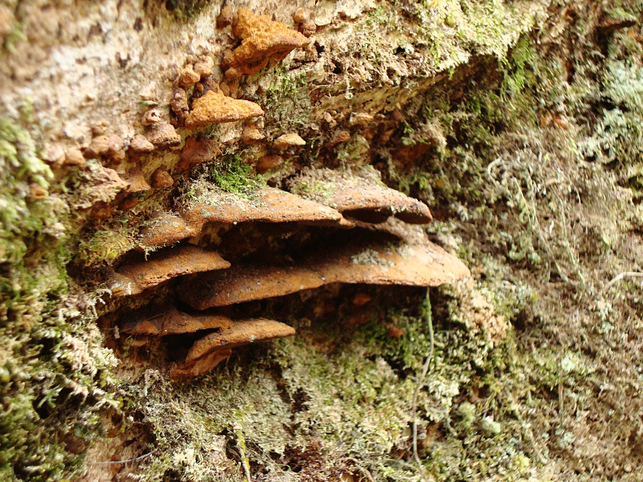 brown fungi lava trees feb 201002.JPG
