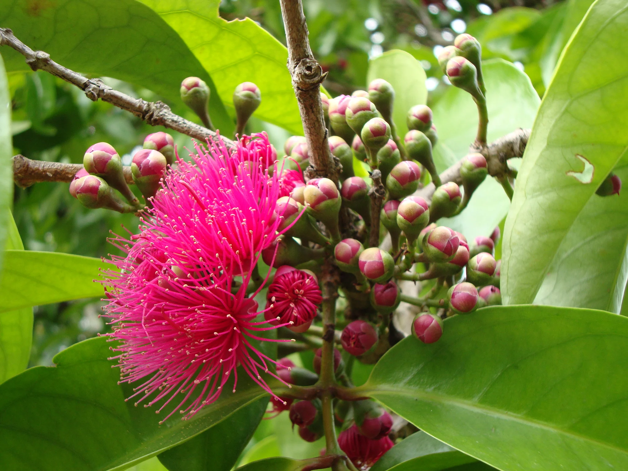 mountain apple buds  2010 feb11.JPG