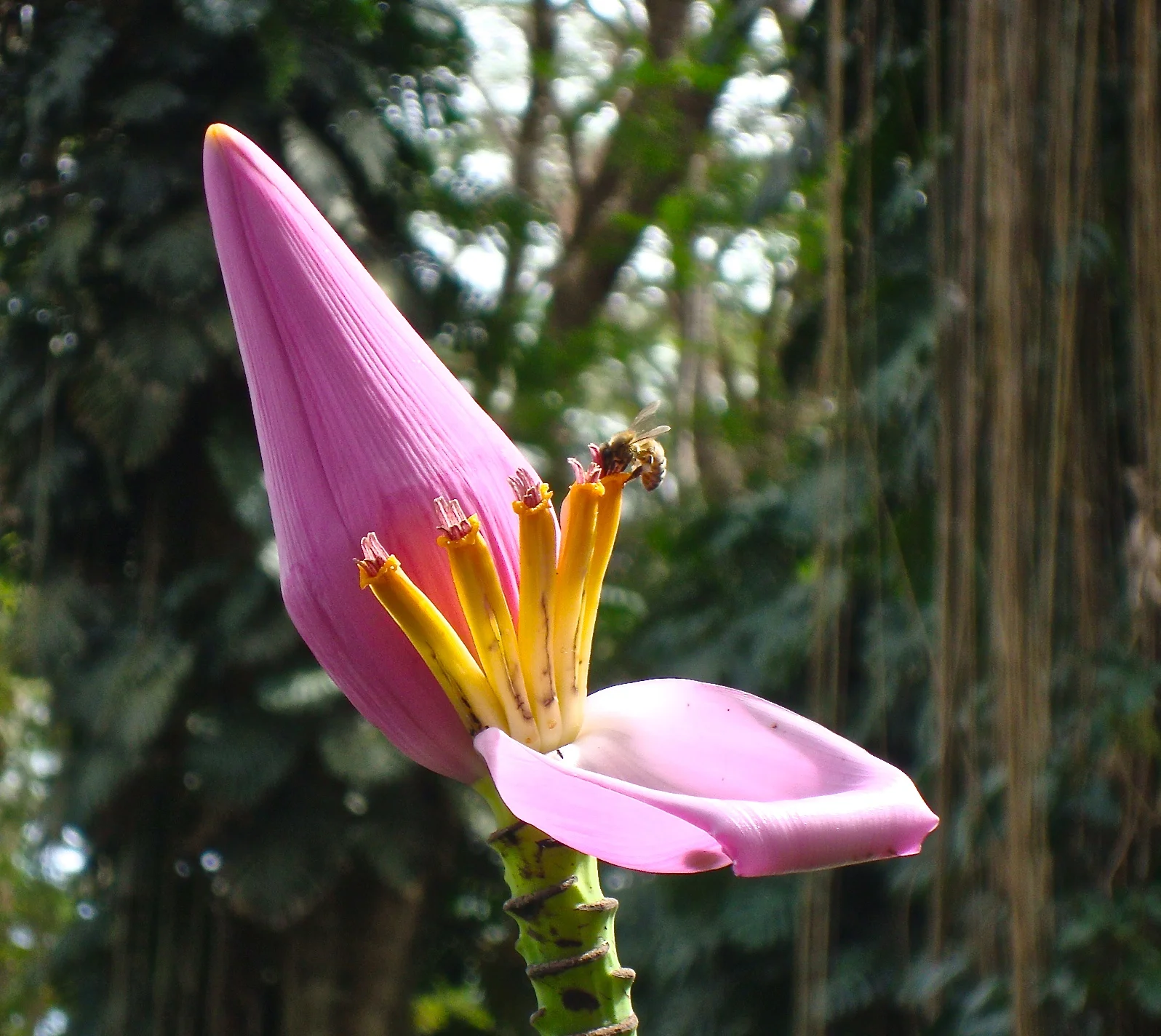 purple ornamental banana 2010 feb11.JPG