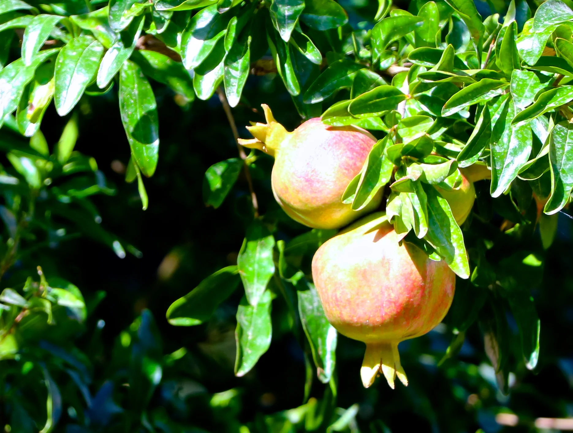 Spain_grenada alhambra 201622.JPG