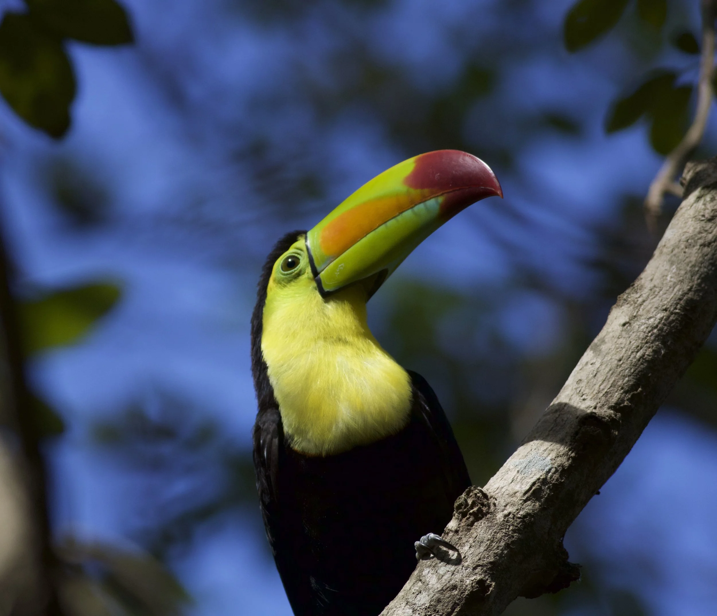 Toucan, Playa del Carmen