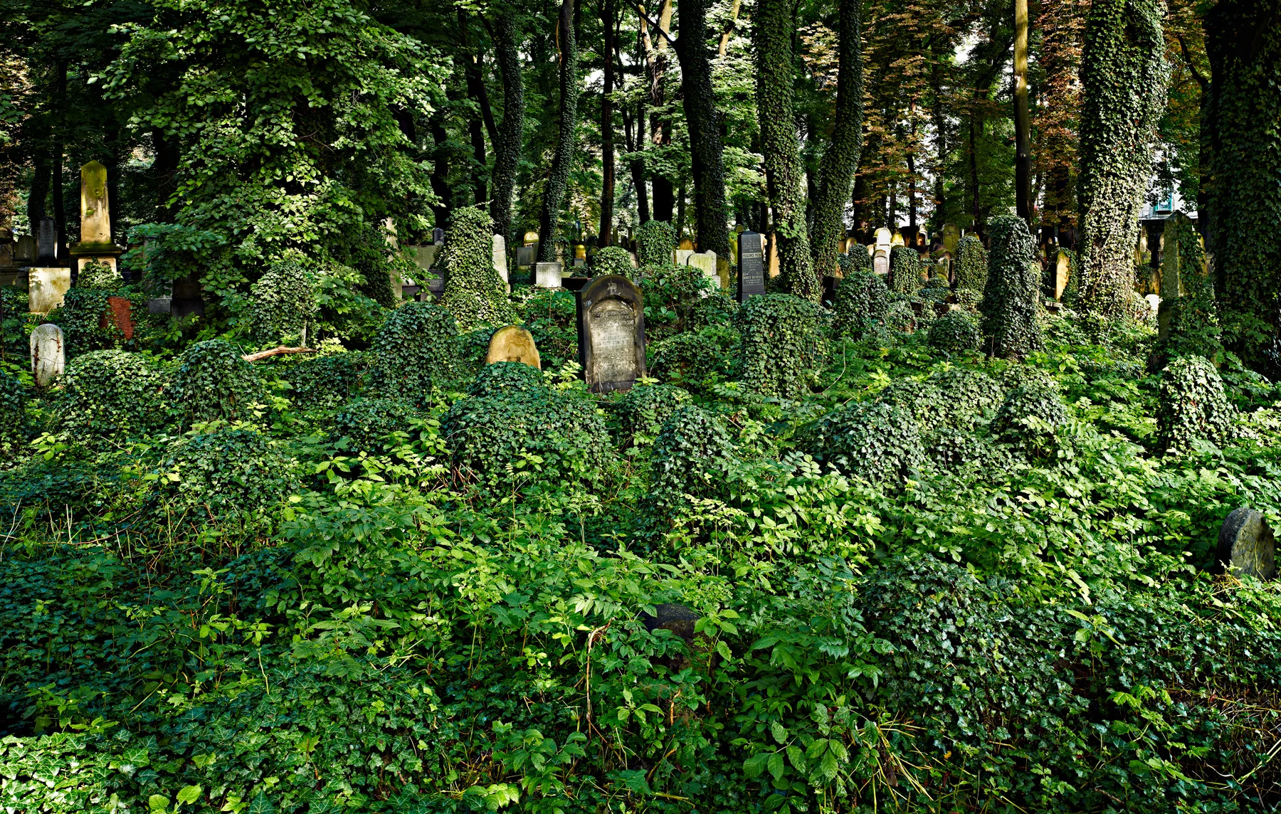  An enlarged detail of this photograph of the Miodowa Street Jewish Cemetery (2011) in Krakow is exhibited in FENTSTER’s front window. 