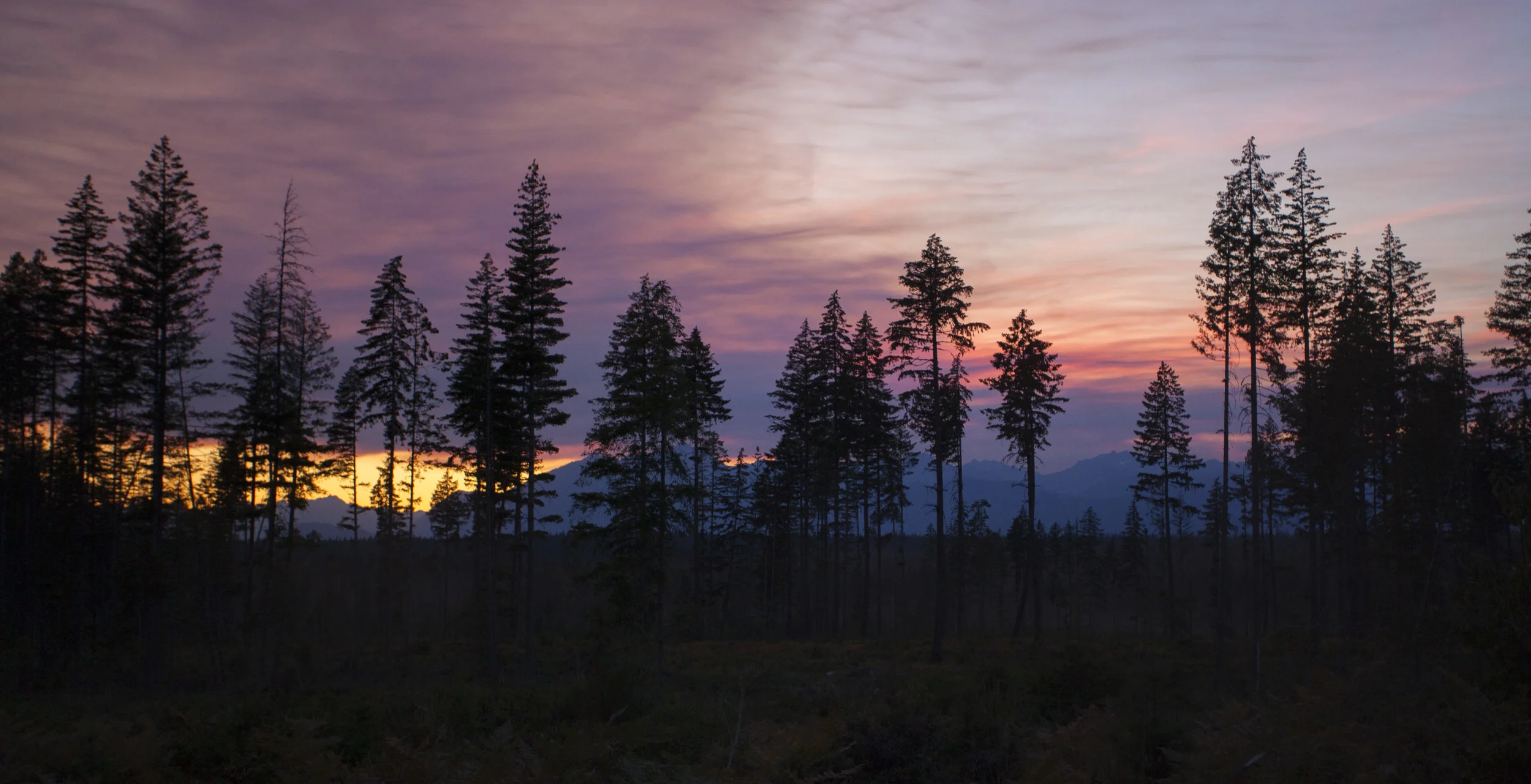 Tahuya State Forest