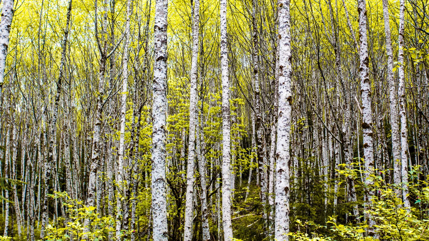 birch16x9+(1+of+1).jpg