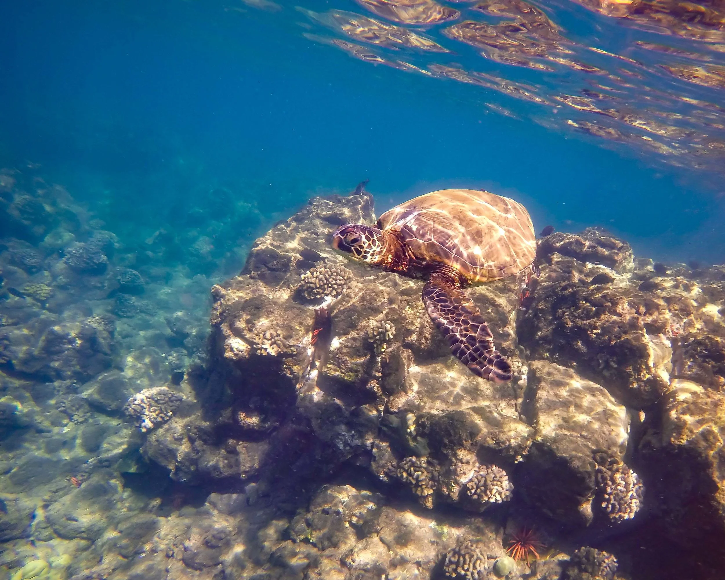 Wailea Beach