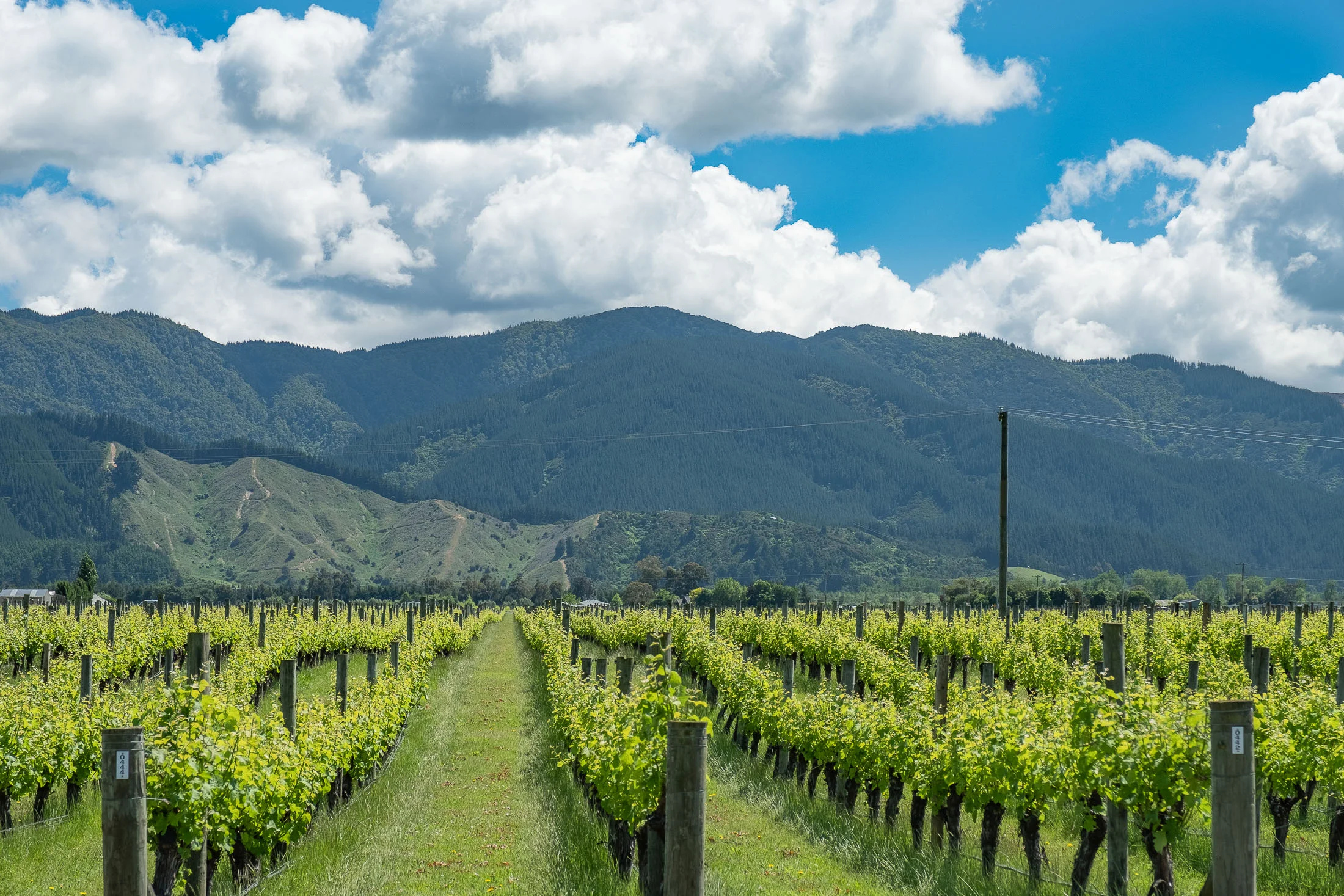 On the Marlborough Wine Trail