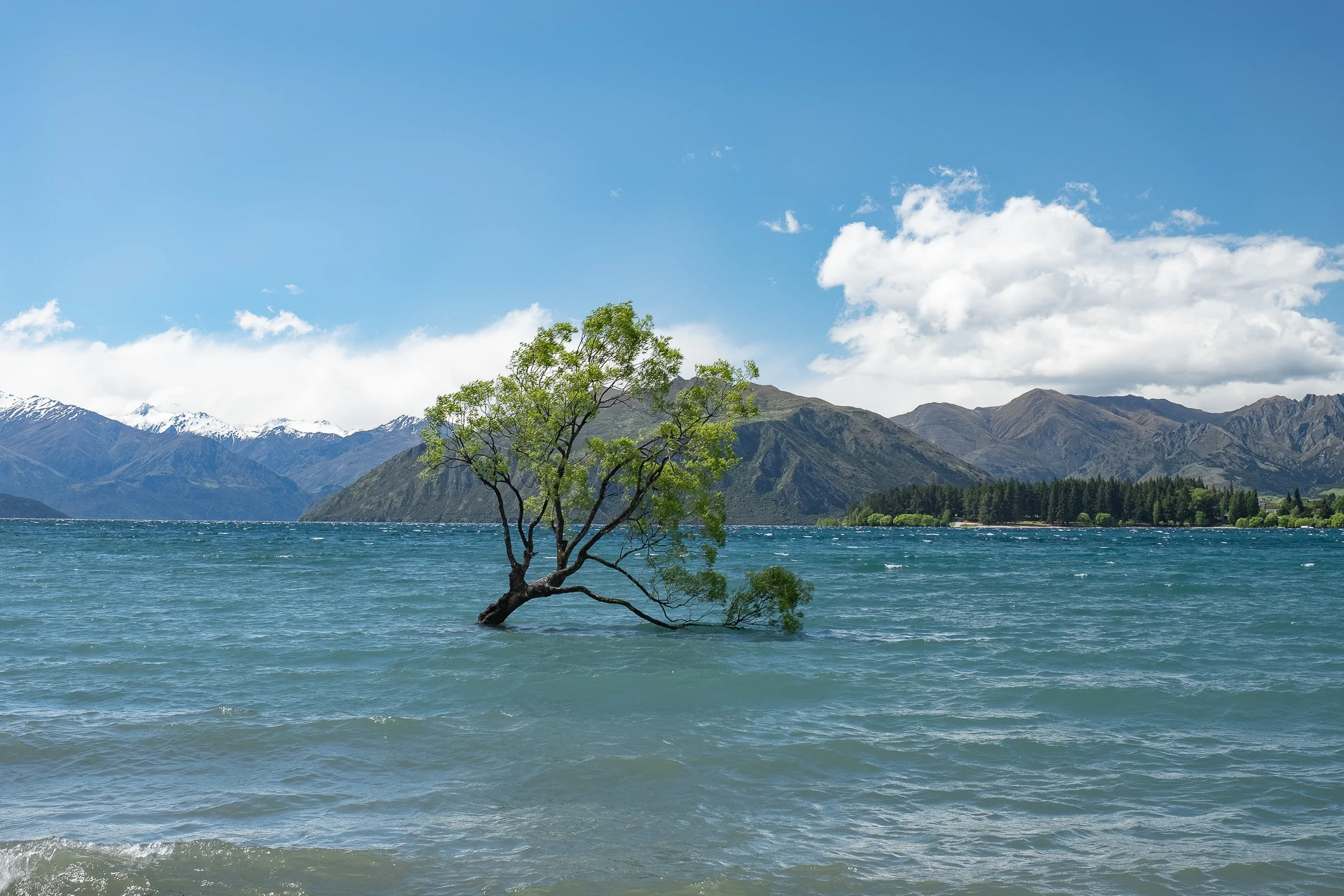 wanakatree.jpg