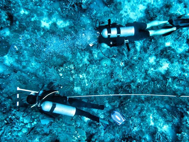 Un d&iacute;a en la oficina - running transects to assess fish communities with Geuri, our awesome research assistant from Punta Rucia 
#montecristinationalpark #coralreef