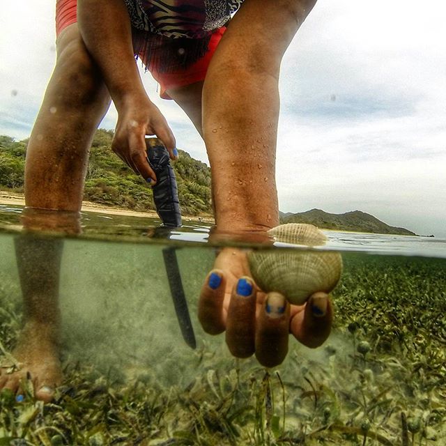 Trabajando con almejeras en Buen Hombre para entender mejor la condici&oacute;n de las almejas y hierbas marinas
Working with clam harvesters in Buen Hombre to assess the condition of the clam population and seagrasses 
#buenhombre #montecristination