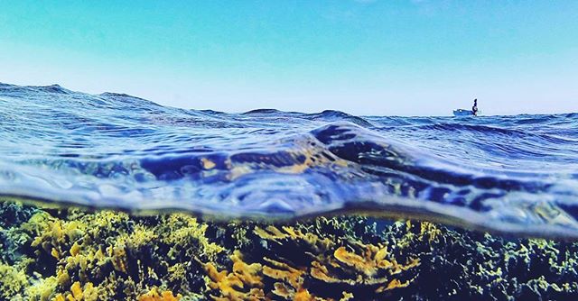 While live coral cover in the Caribbean has declined by an estimated 80%, the Montecristi National Park has some incredible exceptions!

#montecristinationalpark #coralreef #oceanoptimism #montecristinationalpark