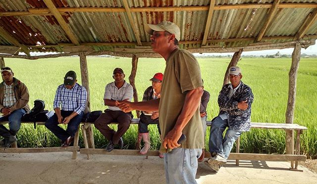 Freddie hablando con productores de arroz.