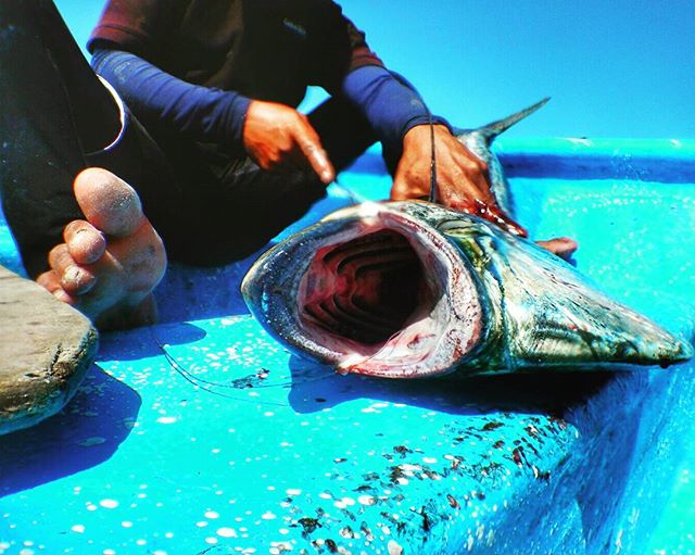 Cleaning up the #catchoftheday after a morning on the FADs. #Dorado or #mahimahi is an extremely fast-growing fish and a very sustainable seafood choice. Offshore fishing can help take pressure off of overfished reefs 🐟 #sustainablefishing #oceanopt