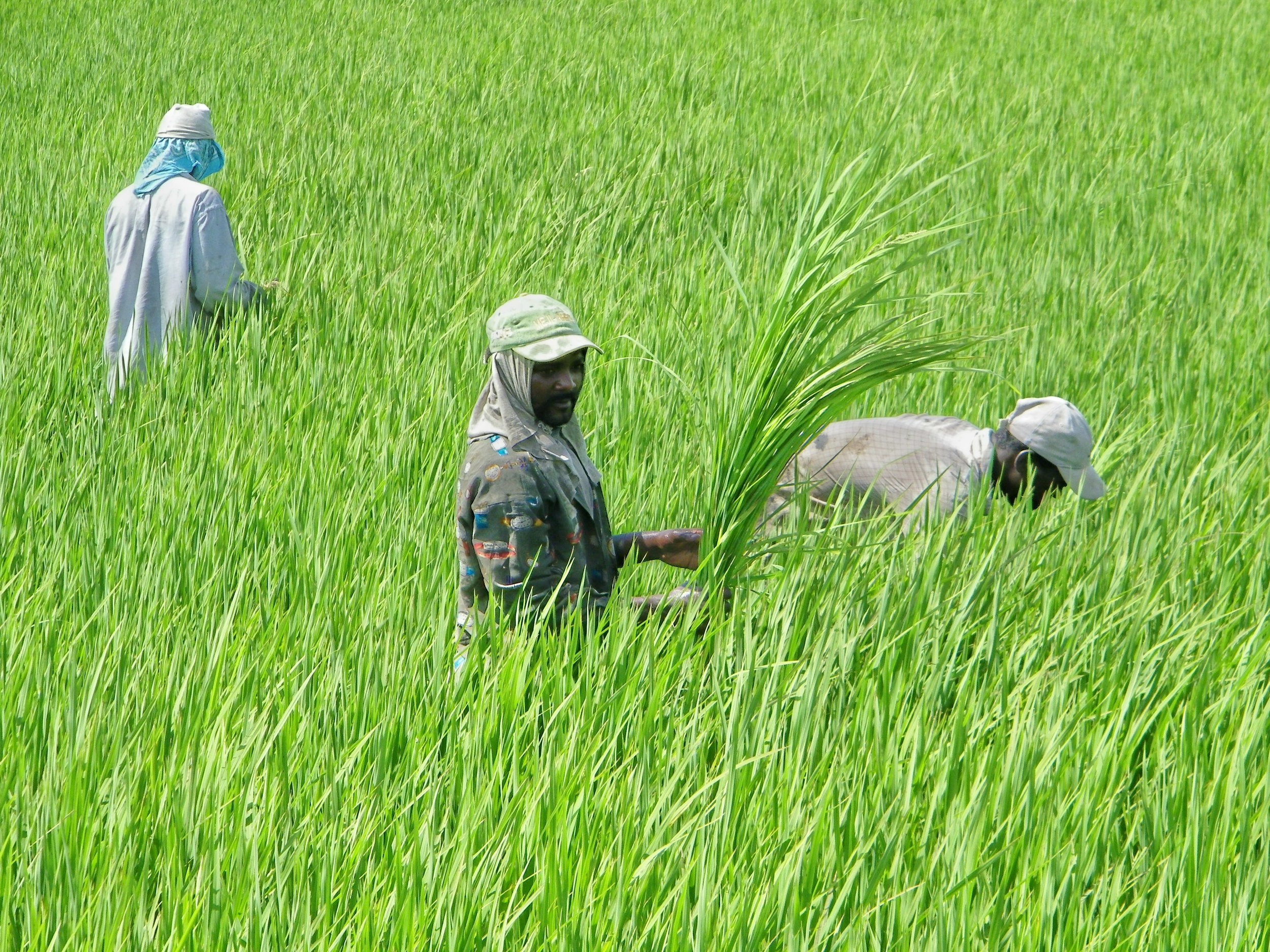 Handweeding Rice Monte Cristi.jpg