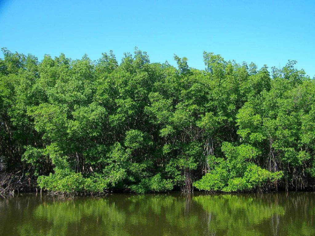 Mangrove of Estero Balsa II.jpg