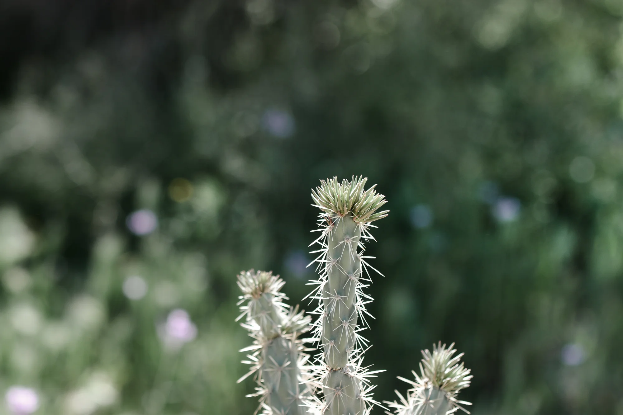 DSC_0709-2.jpg
