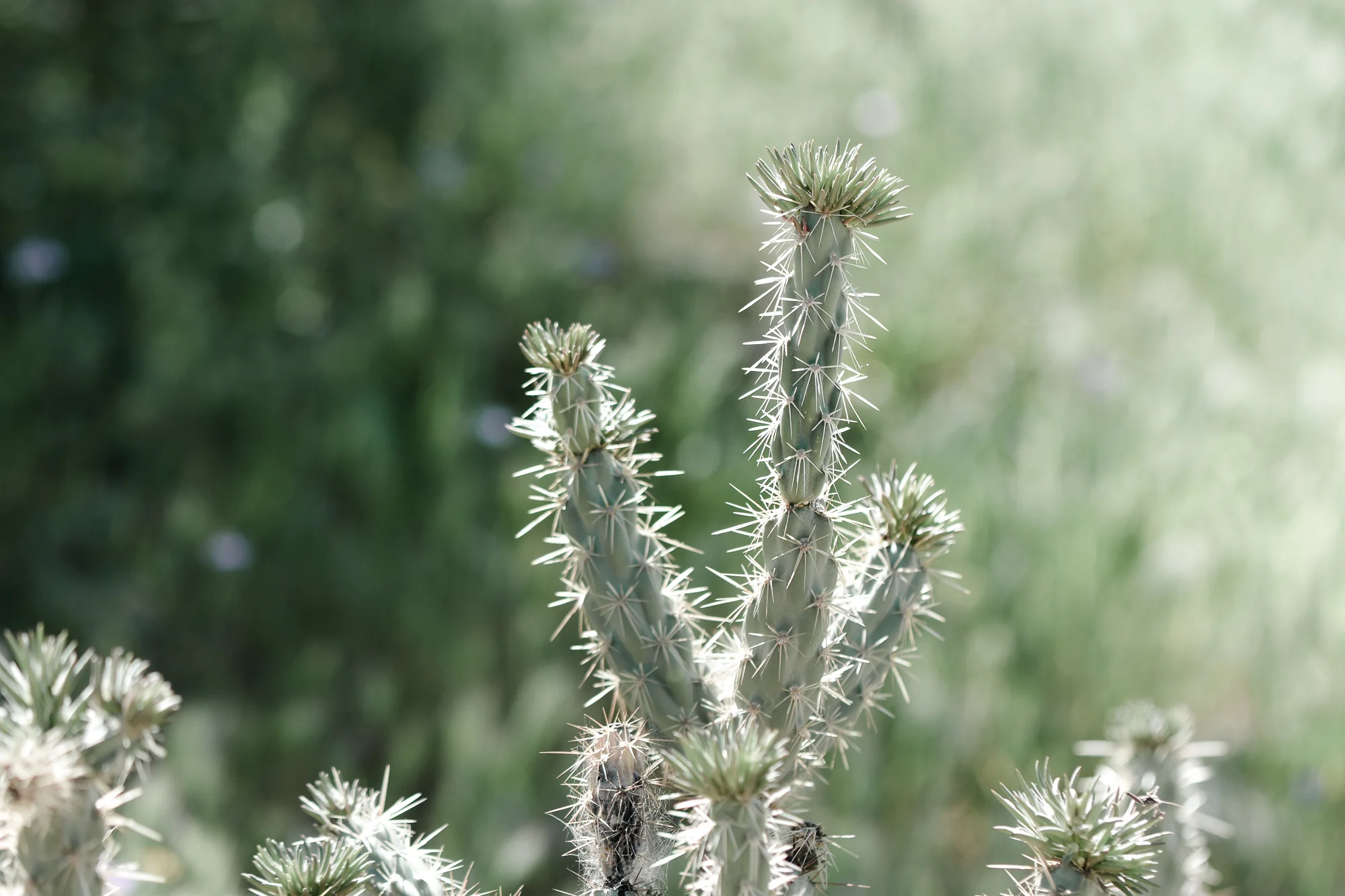 DSC_0710.jpg