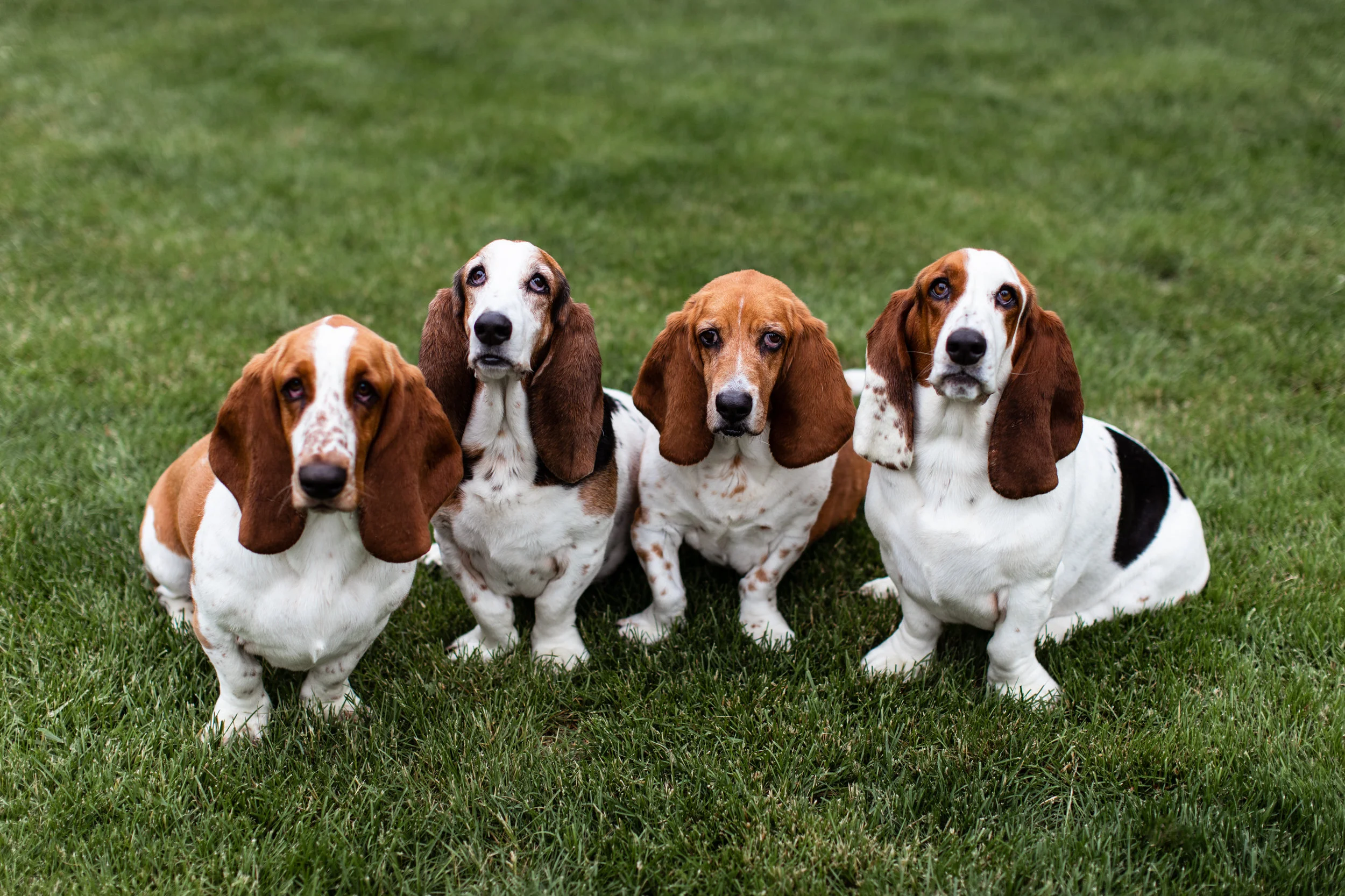 The Thompson Dogs