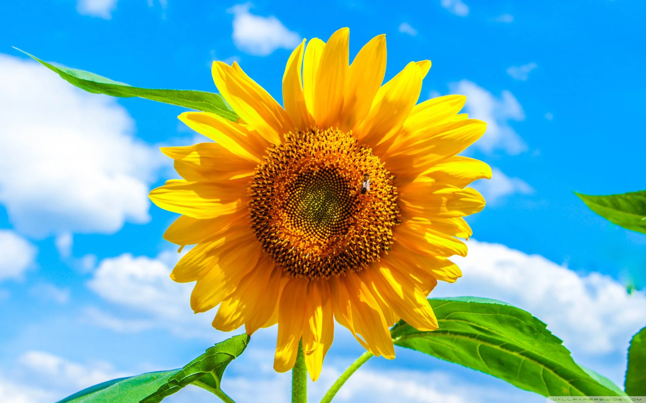 sunflower_34-wallpaper-2560x1600.jpeg