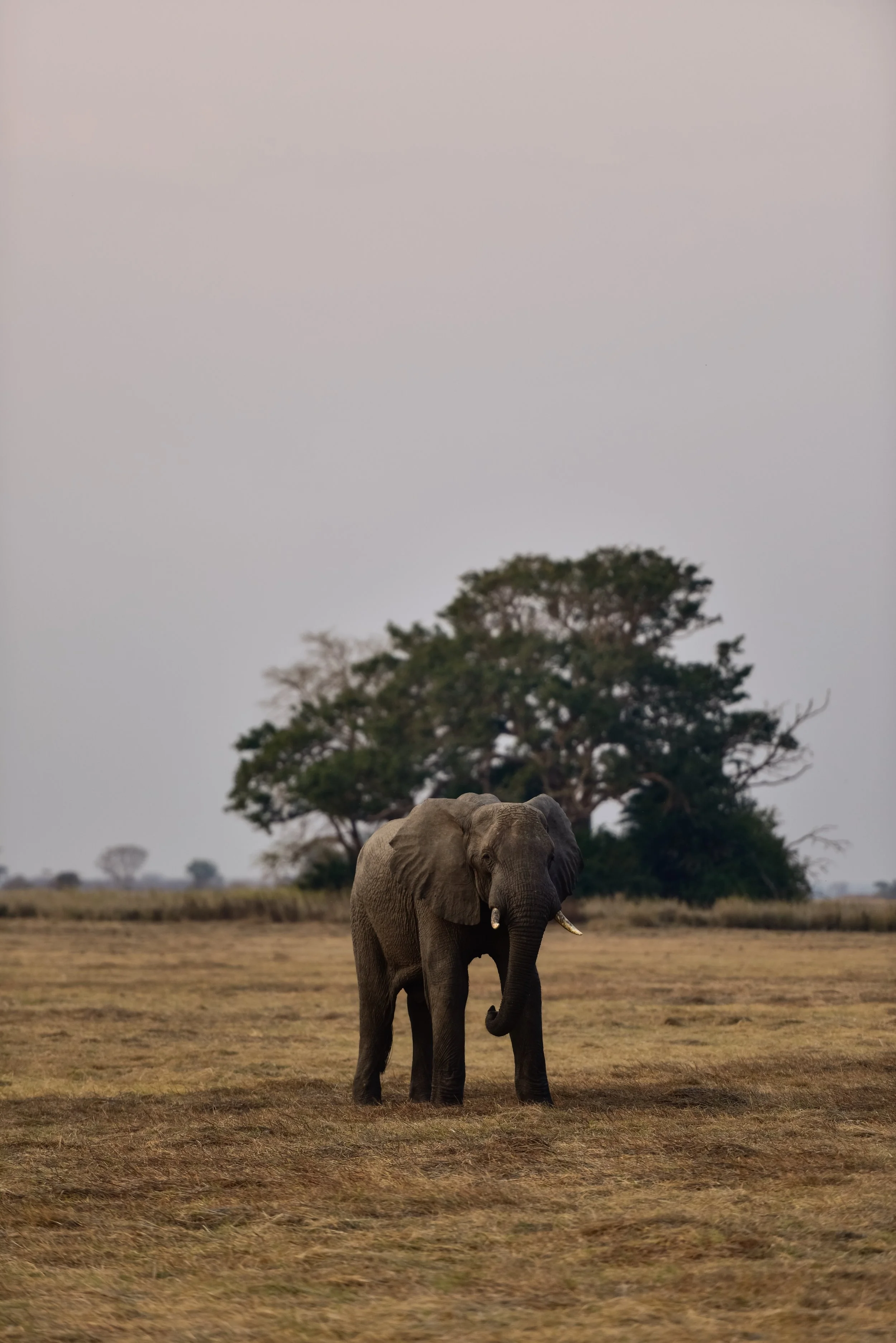 The first elephant (aka Ellies), but not the last. 🐘