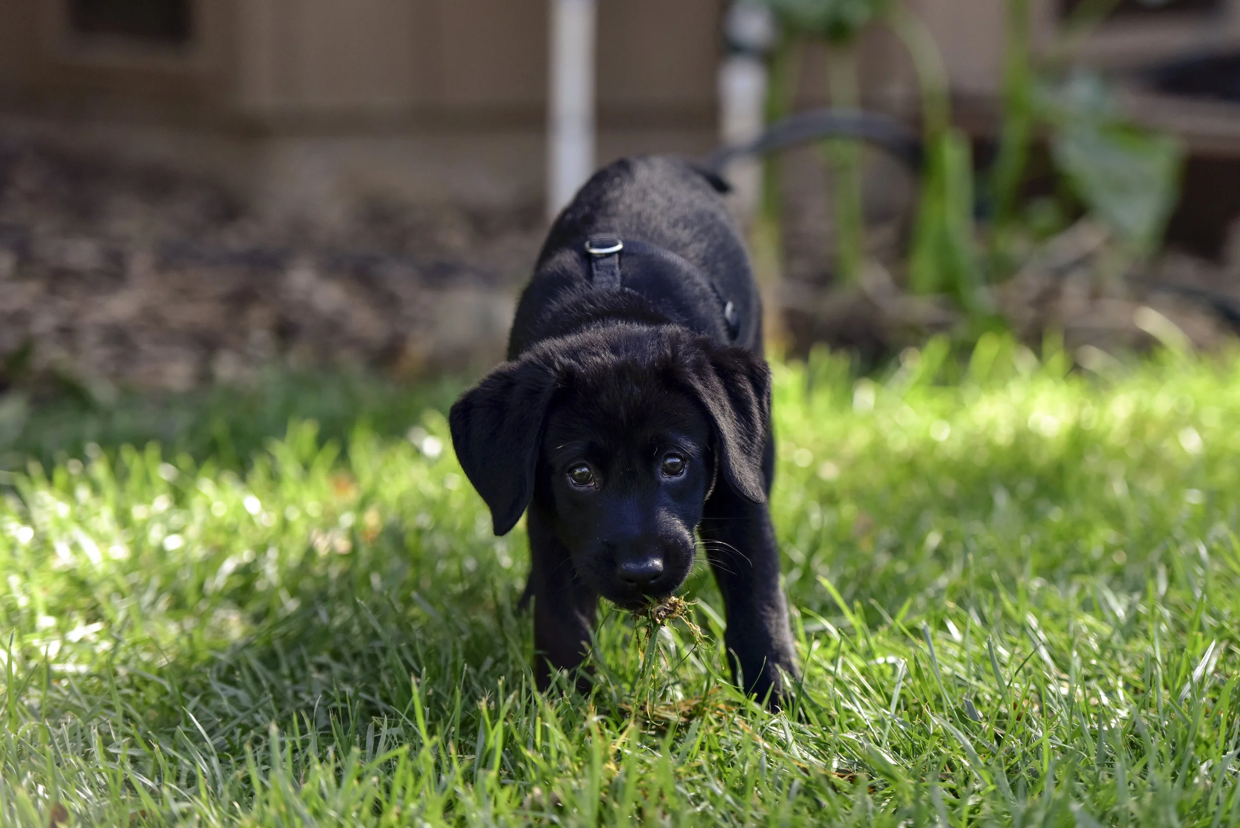 Tasty grass.