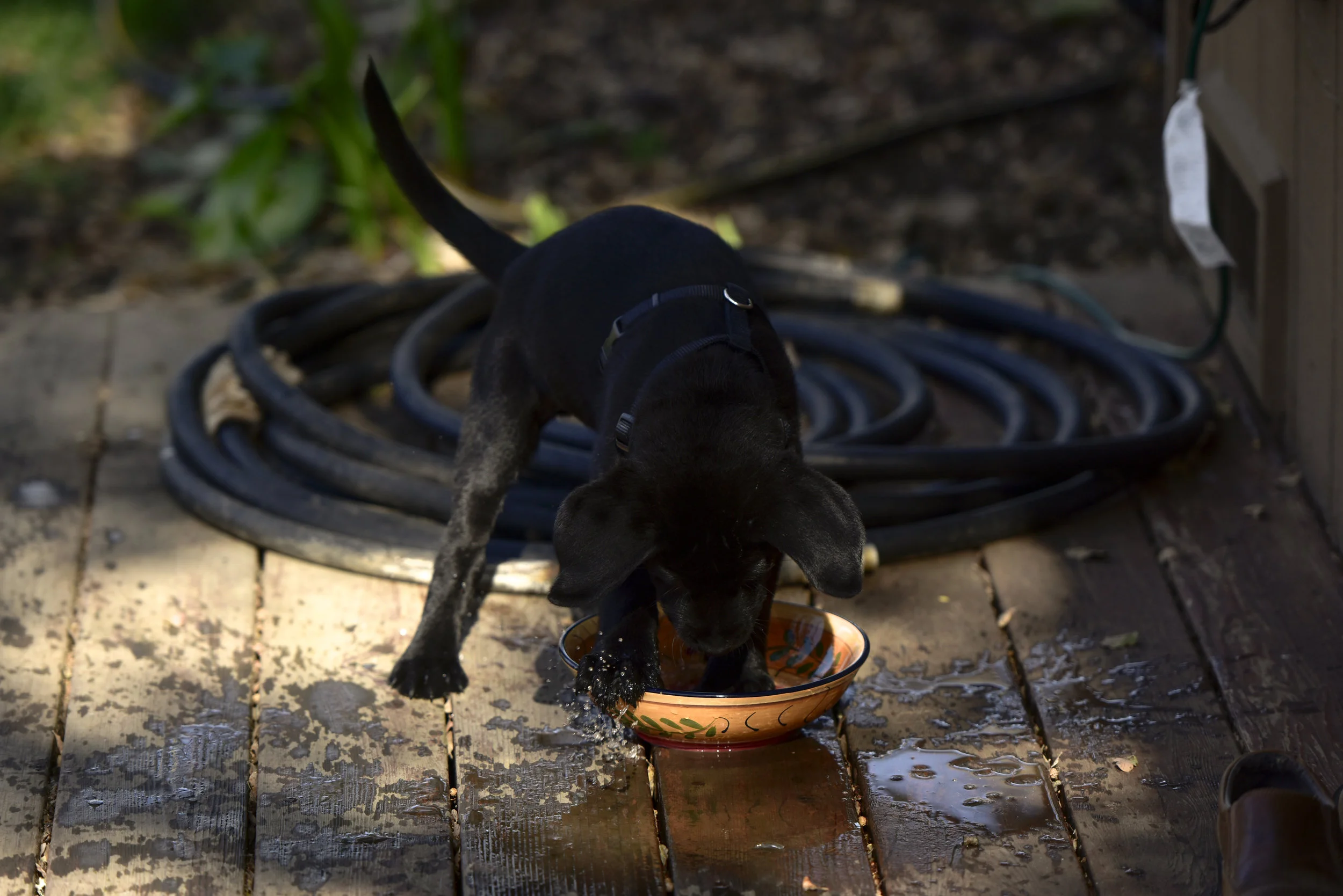"A new trick--can't wait to try this at home!"