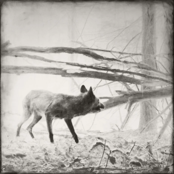 Jill Skupin Burkholder - “Coyote” - $1200 FIRST PRIZE