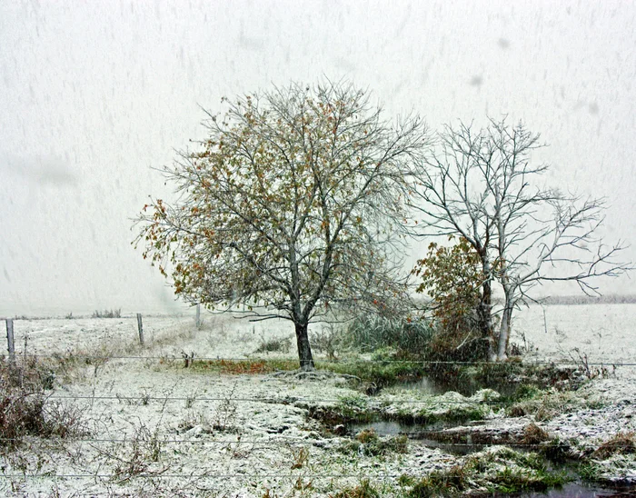 David King - "Trees in Falling Snow" (16" x 12") - $275