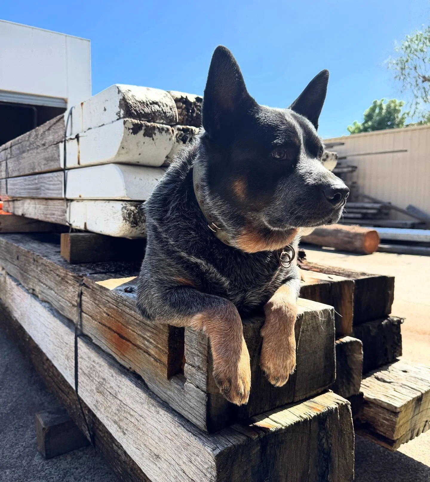 Long overdue Banjo appreciation post. Almost as overdue as this beautiful weather. 🐾🌳⚒️♻️
