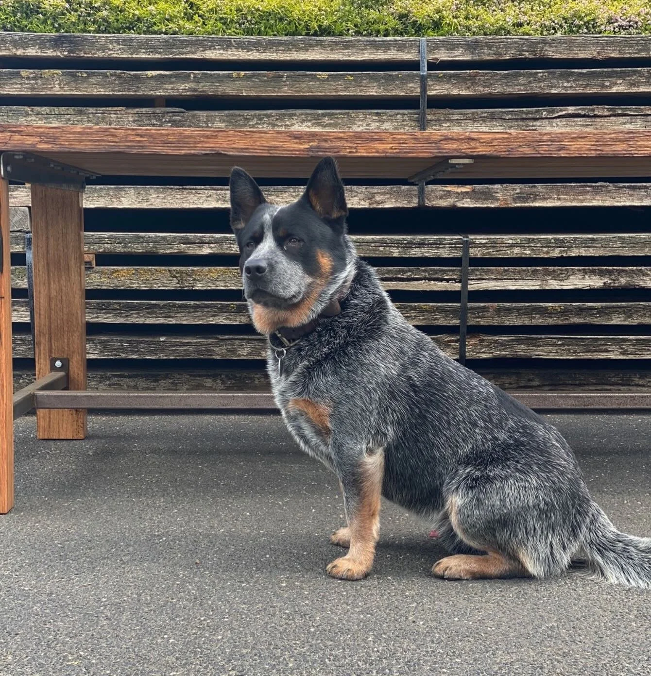 And we&rsquo;re back! Ready for a brand new year. Peninsula Recycled Timber. Mon-Fri 8-4. 🌳⚒️♻️