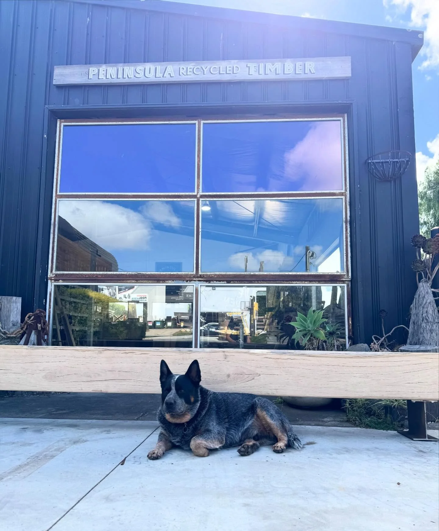 A little Banjo appreciation post to start off the week. Sitting pretty in front of this 3.5m long tallowwood bench seat. 🌳⚒️♻️🐾💙