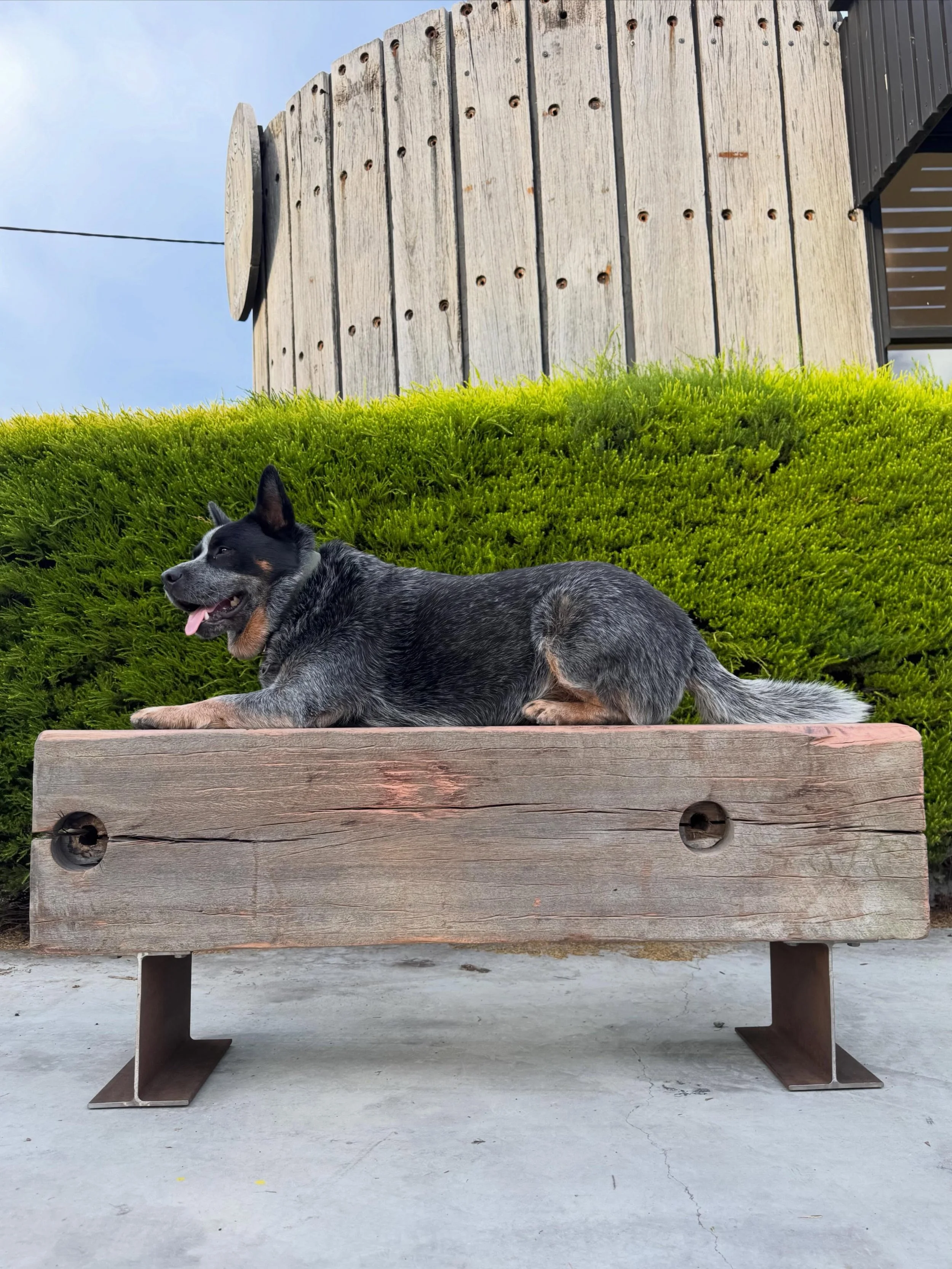 Banjo the blue heeler aboard a stumpy North Wharf bench seat. Timber salvaged from Melbourne Docklands. 🌳⚒️♻️