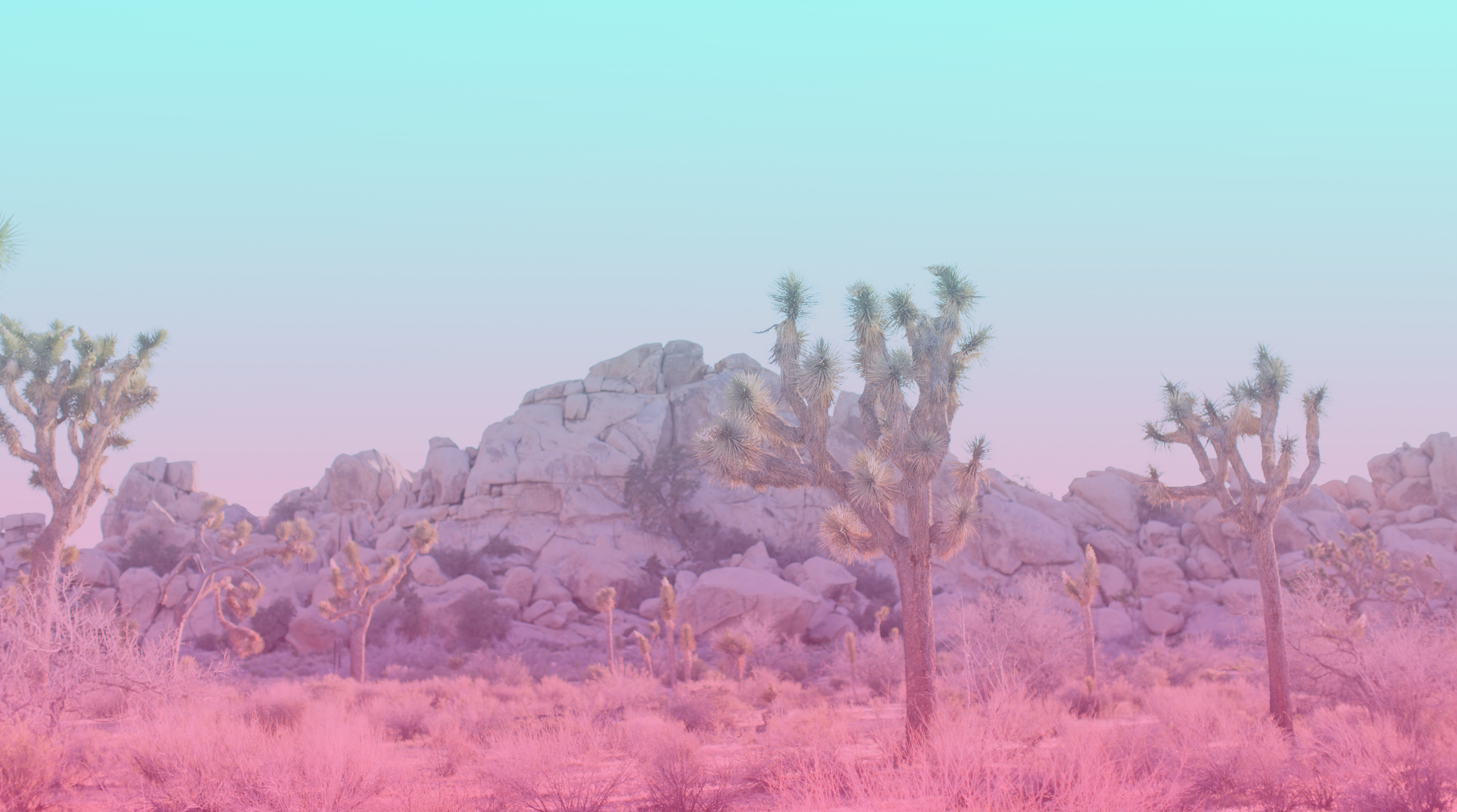 joshua-tree-gradient.jpg