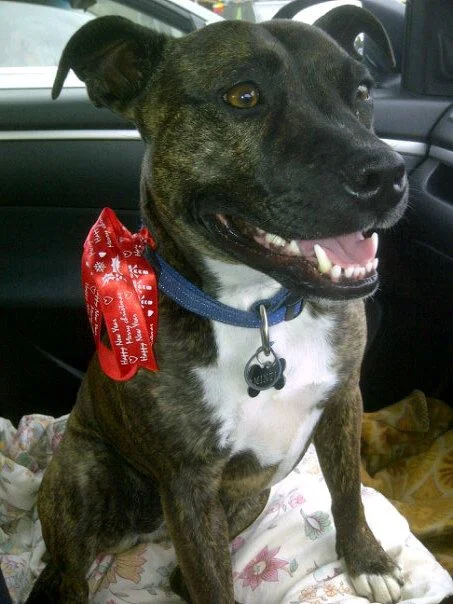 &nbsp; &nbsp; &nbsp; &nbsp; &nbsp; &nbsp; &nbsp; &nbsp; &nbsp; &nbsp; &nbsp; &nbsp; &nbsp; &nbsp; &nbsp; &nbsp;We met a staffy