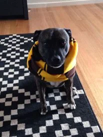 &nbsp; &nbsp; &nbsp; &nbsp;We've tormented the dog