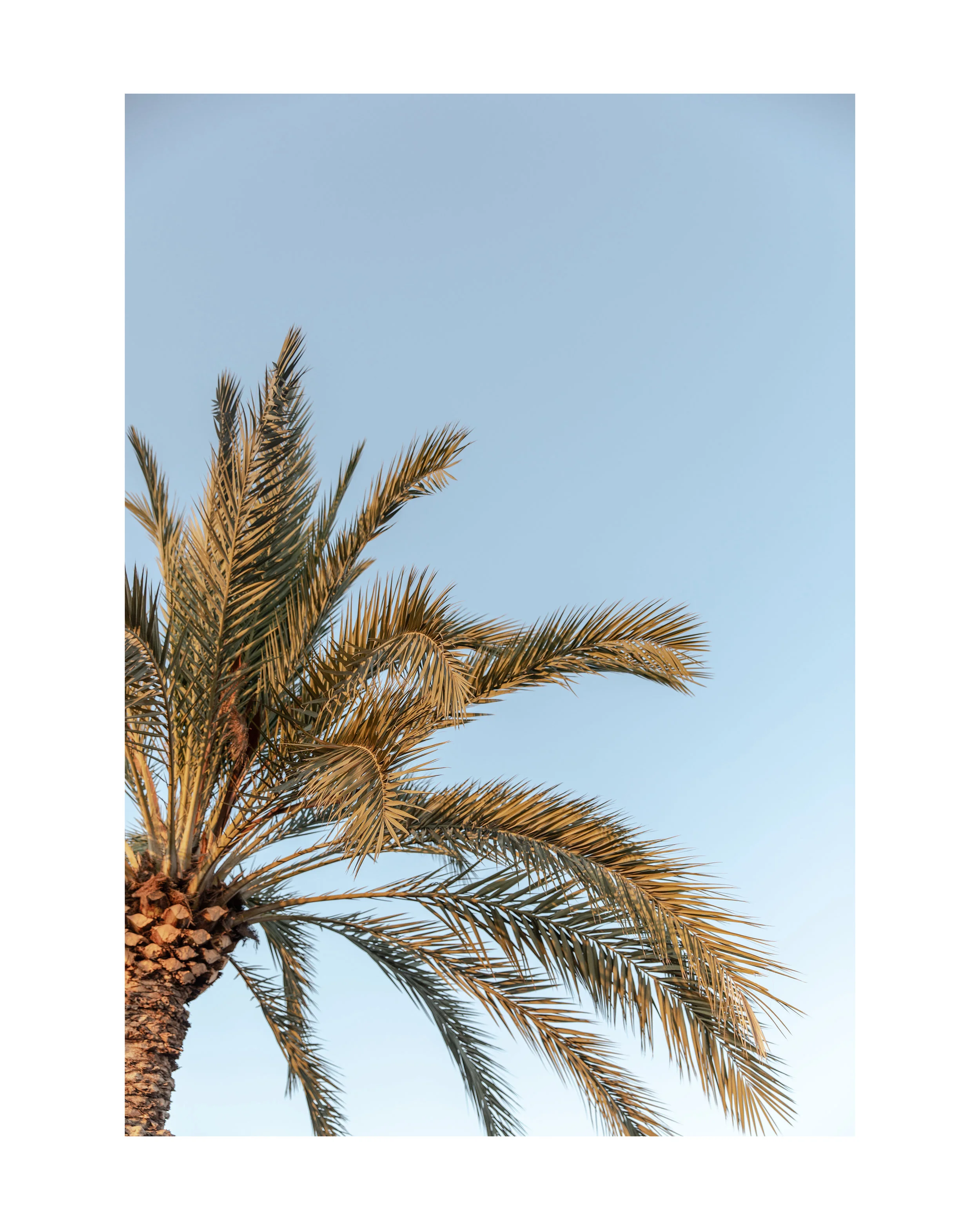 PALMS.jpg