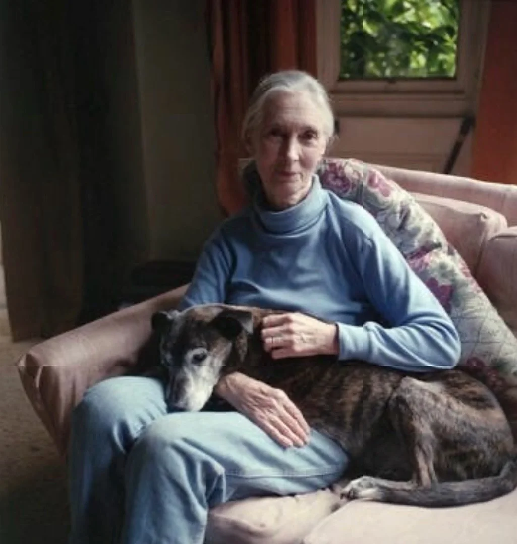 &ldquo;Together we can bring change to the world, gradually replacing fear and hatred with compassion and love. Love for all living beings.&rdquo; 
- Dr. Jane Goodall 1934-2025. Portrait Photography by Jillian Edelstein.  #restinpeace #drjanegoodall 