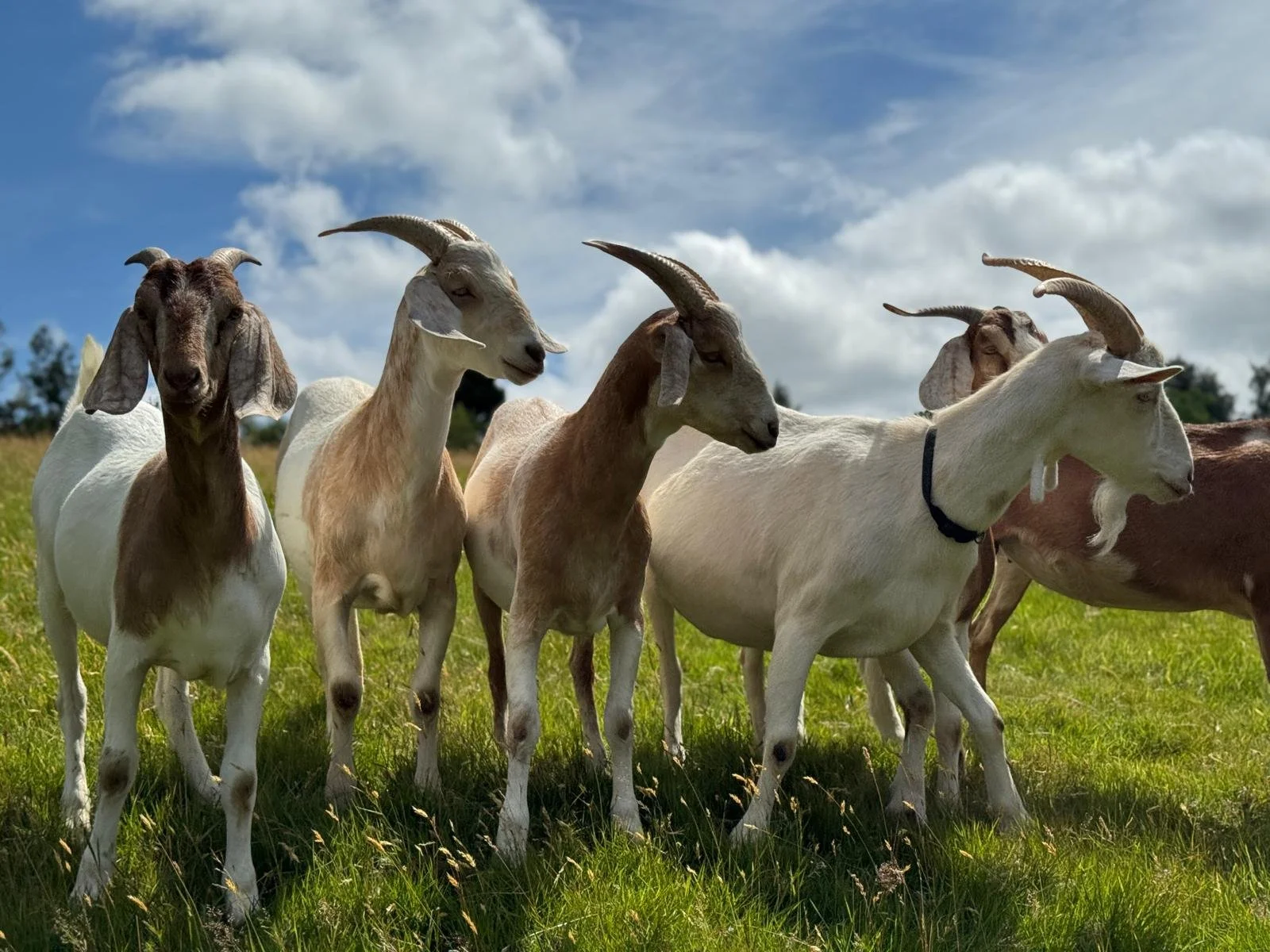 WhatsApp Image 2025-06-27 at 14.34.09 (6).jpeg