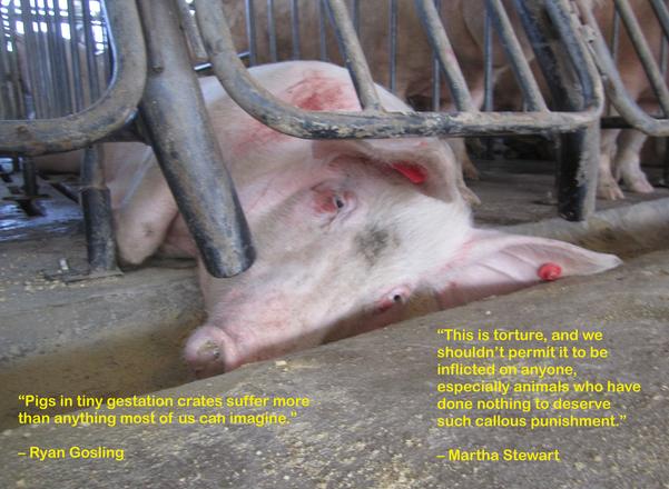 Photo courtesy Humane Society of the United States; Text added by Compassion for Farm Animals