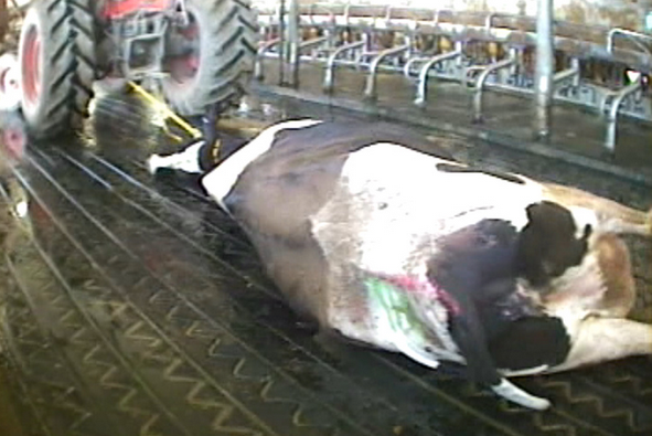 Photo courtesy Mercy for Animals