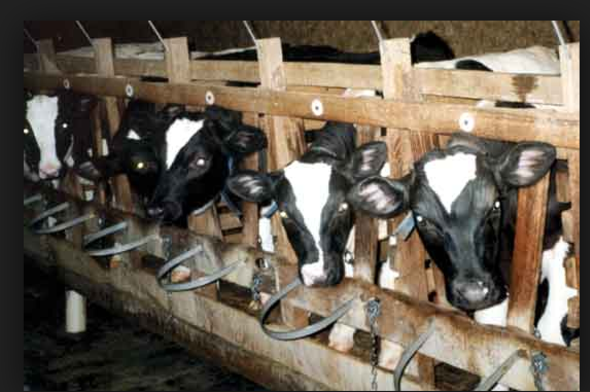 Photo courtesy Farm Sanctuary