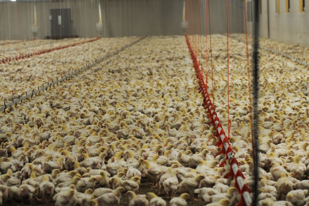  Jo-Anne McArthur / We Animals