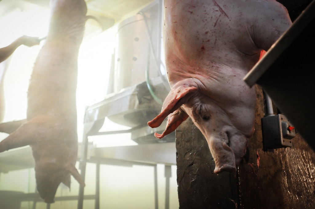 Jo-Anne McArthur / We Animals