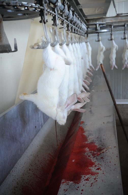  Jo-Anne McArthur / We Animals