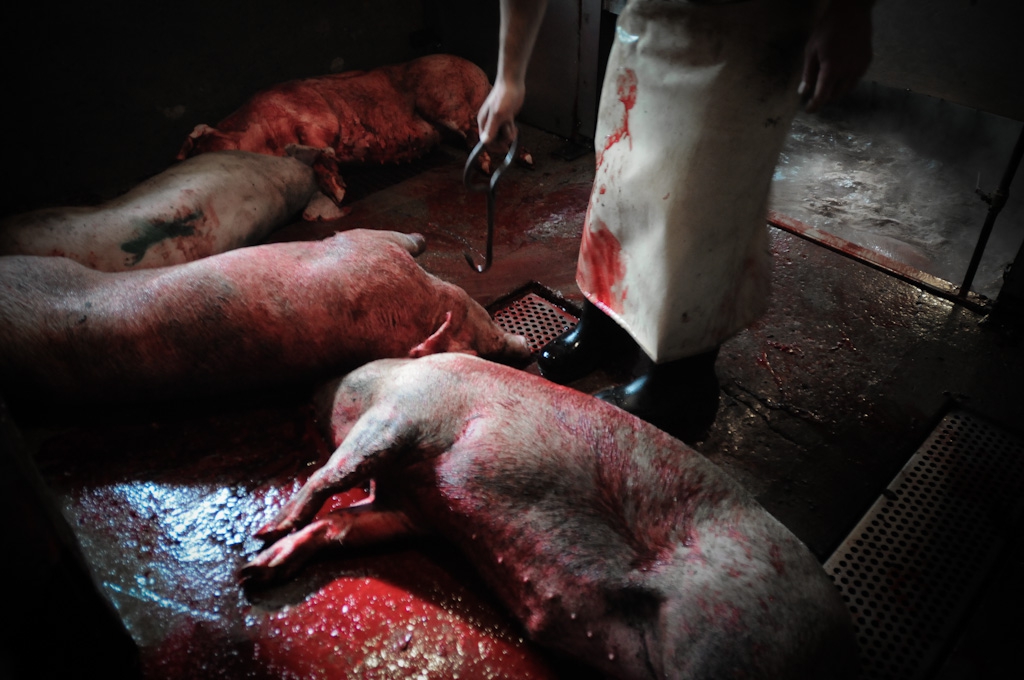  Jo-Anne McArthur / We Animals