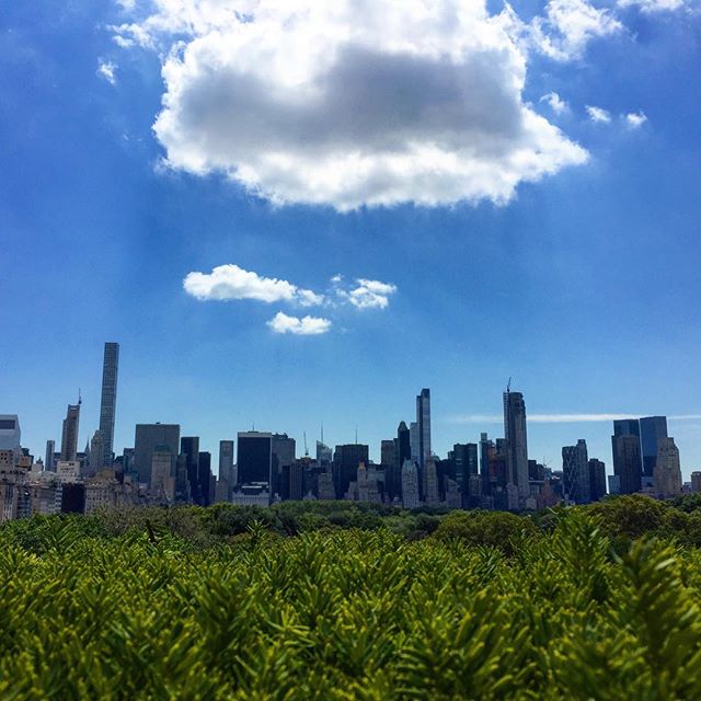A garden with a view 🌳#nofilter #skyline #manhattan #manhattanskyline #thecity #chill #bluesky #skyscrapers #centralpark #nycskyline #nyc #greenery #blue #green #latergram