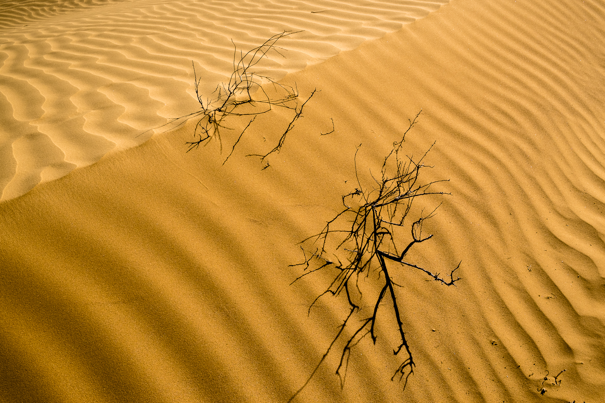 my desert site-5825.jpg