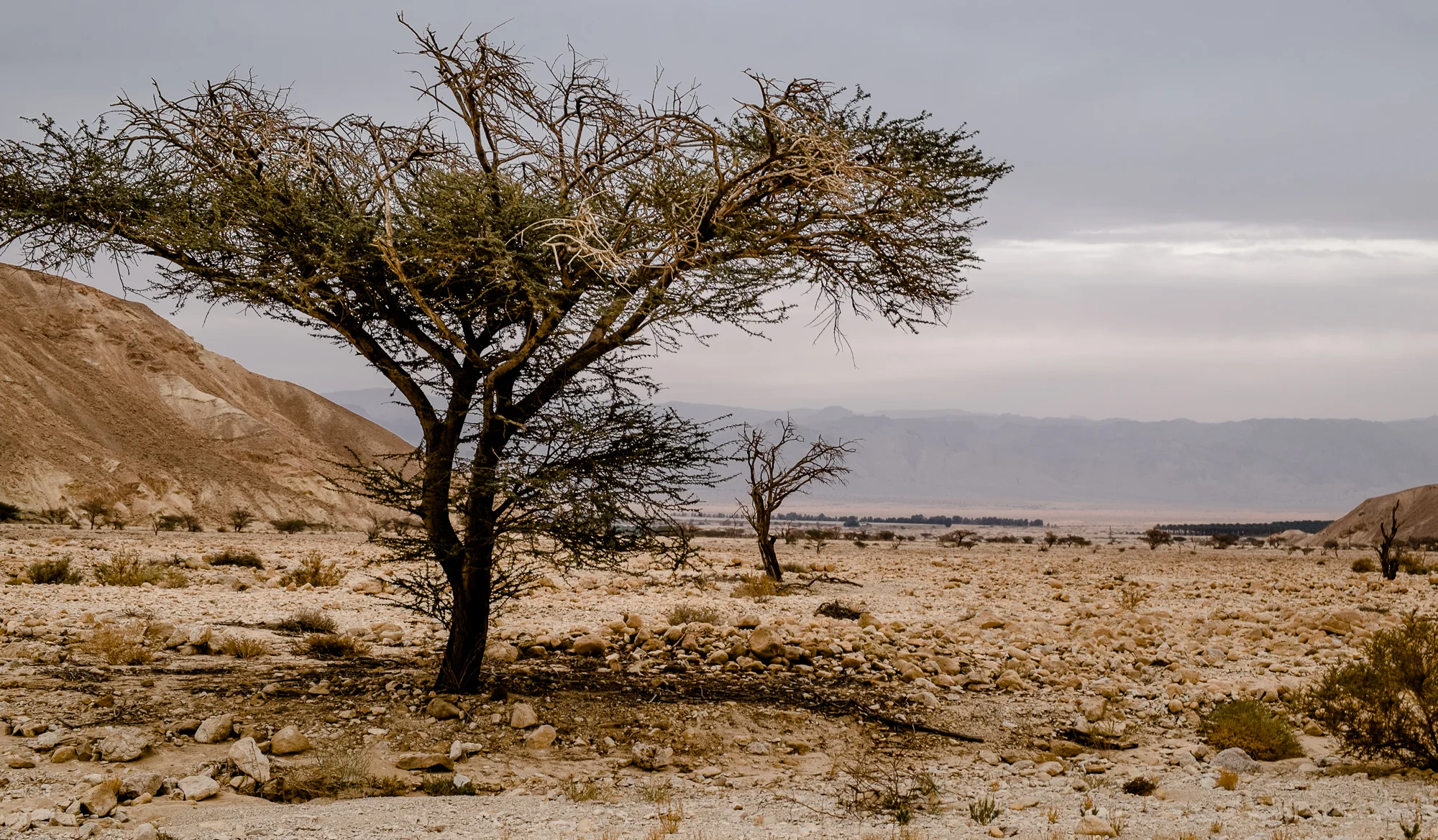 my desert site-6051.jpg