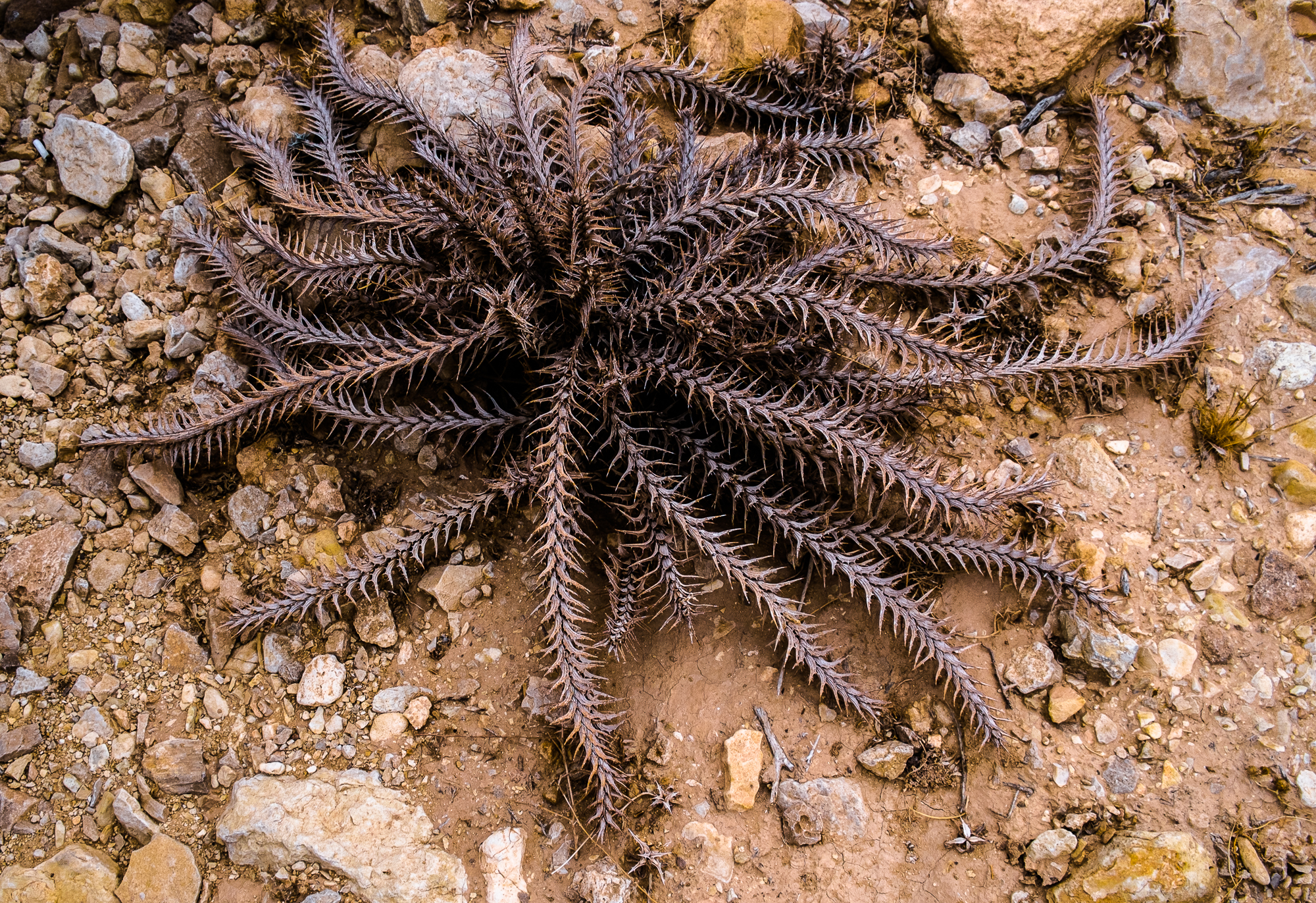 my desert site-6042.jpg